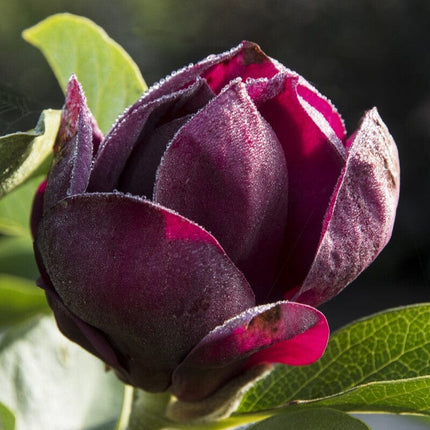 Magnolia 'Genie' Ornamental Trees