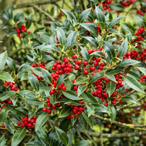 Patio Holly Tree | Ilex Aquifolium 'Alaska'