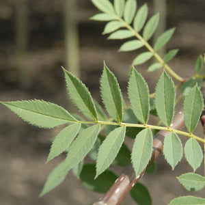 'Pink Pagoda' Rowan Tree | Sorbus hupehensis Ornamental Trees