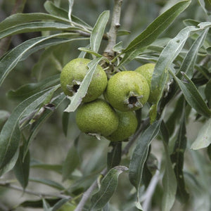 Ornamental Weeping Silver Pear Tree | Pyrus salicifolia 'Pendula' Ornamental Trees