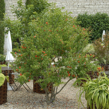 'Provence' Pomegranate Bush