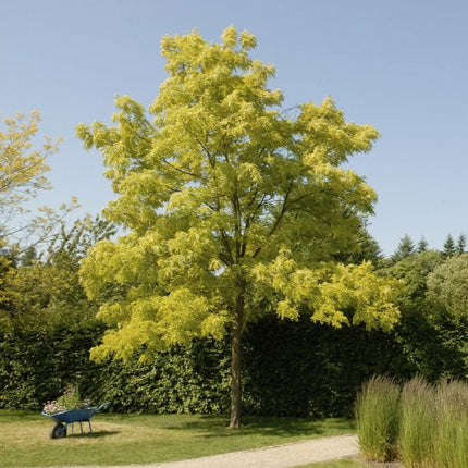 Golden False Acacia | Robinia pseudoacacia 'Frisia' Ornamental Trees