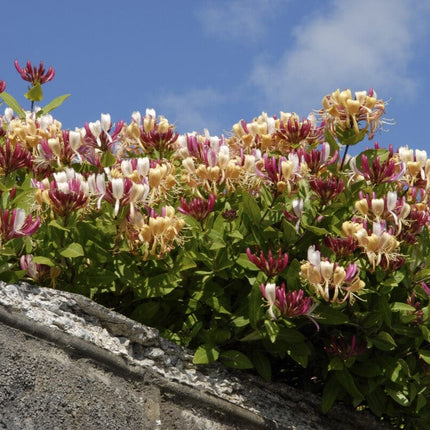 Late Dutch Honeysuckle | Lonicera periclymenum 'Serotina' Climbing Plants