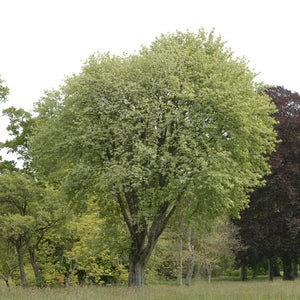 Whitebeam Tree | Sorbus aria 'Lutescens' Ornamental Trees