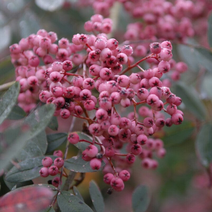 'Pink Pagoda' Rowan Tree | Sorbus hupehensis