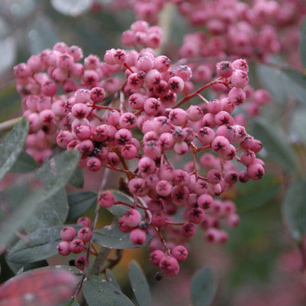 'Pink Pagoda' Rowan Tree | Sorbus hupehensis Ornamental Trees