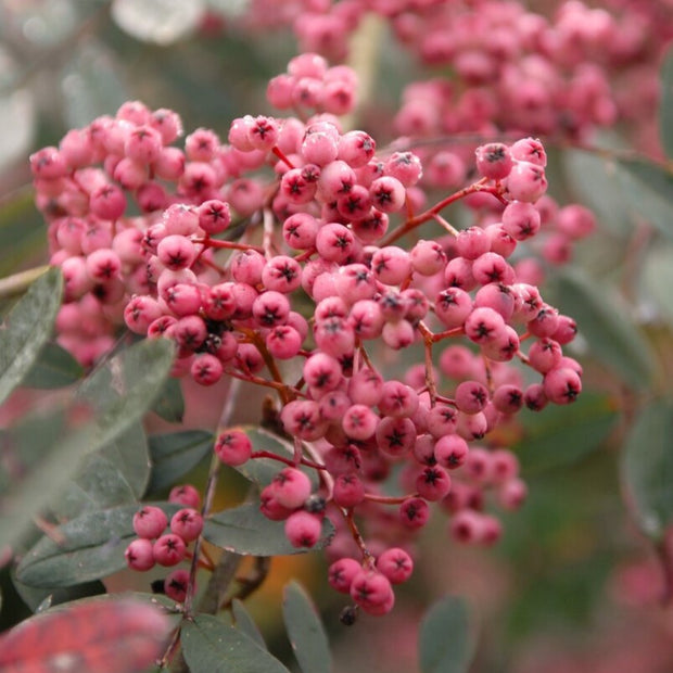 'Pink Pagoda' Rowan Tree | Sorbus hupehensis