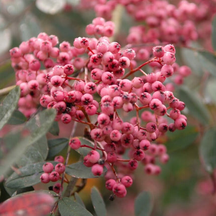 'Pink Pagoda' Rowan Tree | Sorbus hupehensis