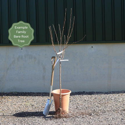 Family Apple Tree Trained Fruit Trees