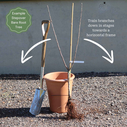 Stepover Apple Tree Trained Fruit Trees