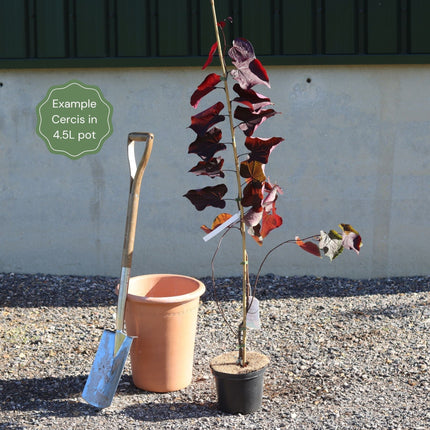 'Forest Pansy' Canadian Redbud Tree | Cercis canadensis Ornamental Trees