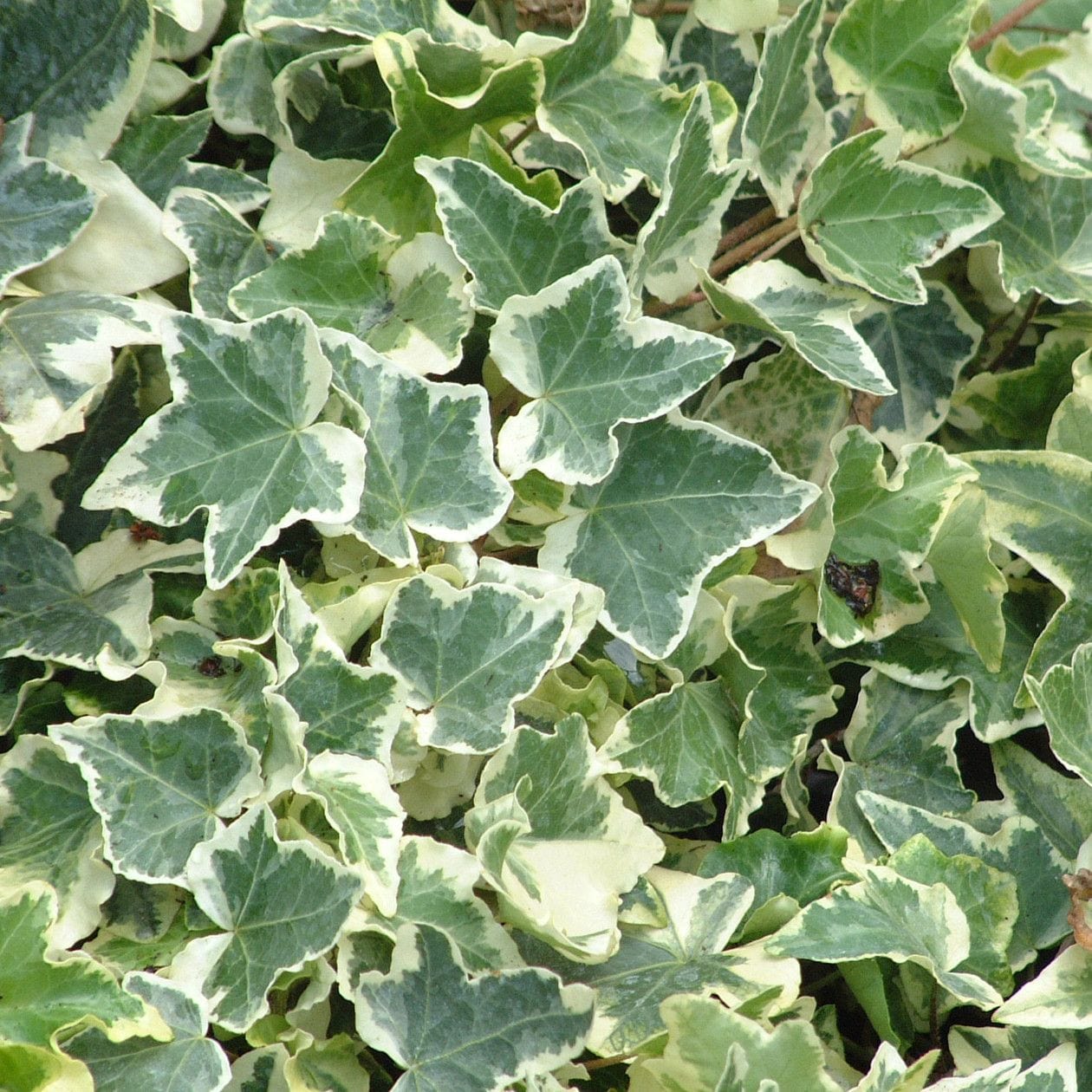 Variegated Ivy | Hedera helix 'Clotted Cream'