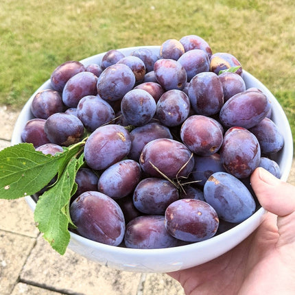 Cherry and Plum Trees | Perfect Partners Fruit Trees