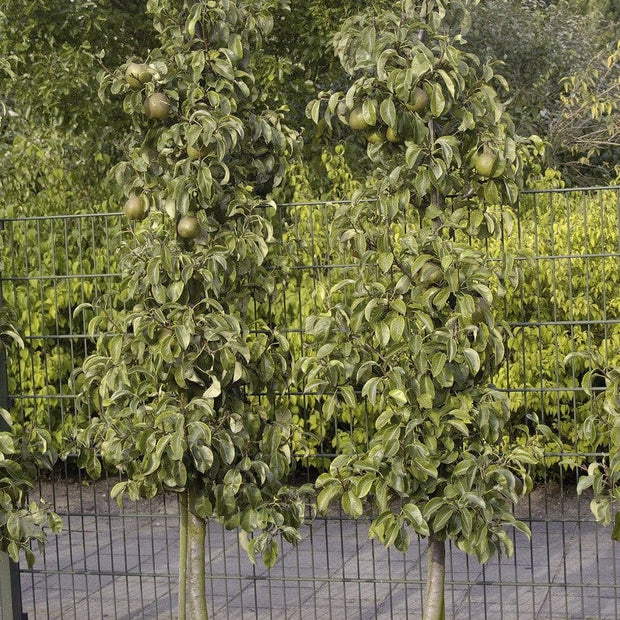 Cordon Pear Tree Trained Fruit Trees