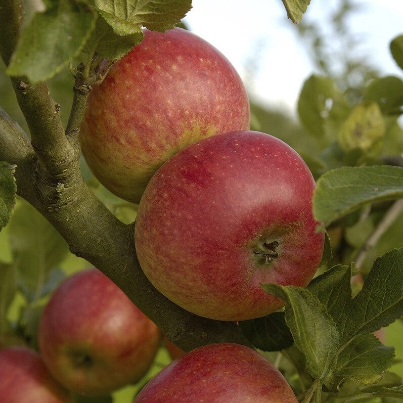 'Fortune' Apple Tree