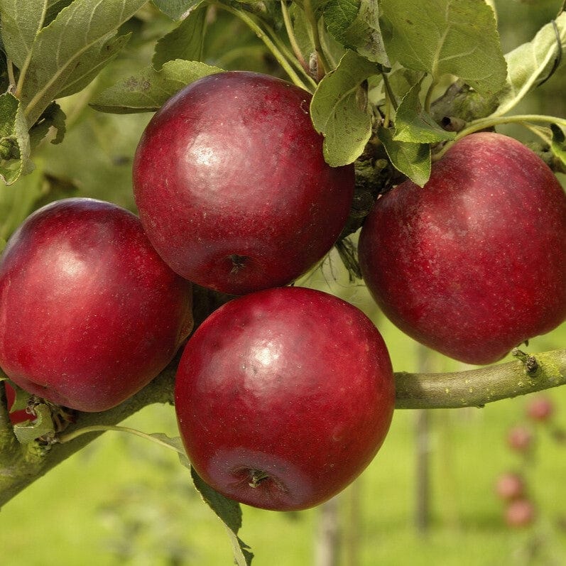 'Katy' Apple Tree