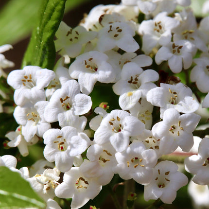 Viburnum tinus