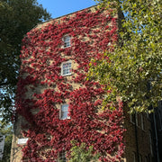 Virginia Creeper | Parthenocissus quinquefolia Climbing Plants