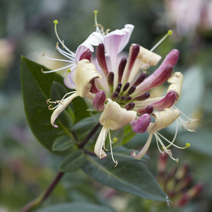 Early Dutch Honeysuckle | Lonicera periclymenum 'Belgica' Climbing Plants