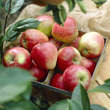 'Katy' Apple Tree Fruit Trees