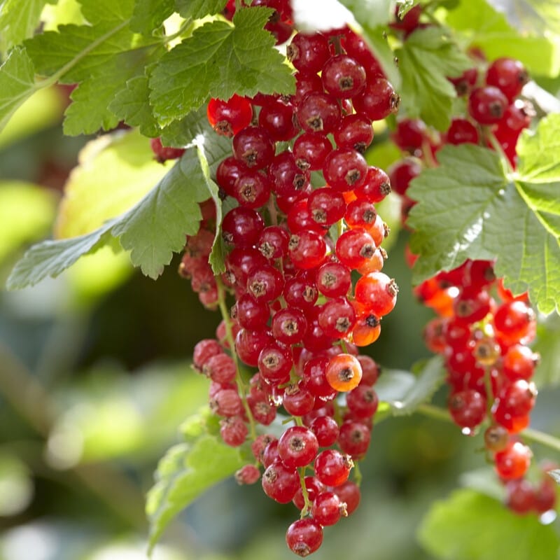 'Red Lake' Redcurrant Bush