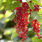 'Red Lake' Redcurrant Bush Soft Fruit