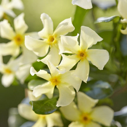 Yellow Star Jasmine | Trachelospermum jasminoides 'Star of Tuscany' Climbing Plants