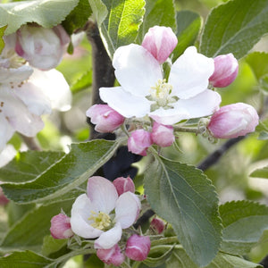 'Cox's Orange Pippin' Apple Tree Fruit Trees