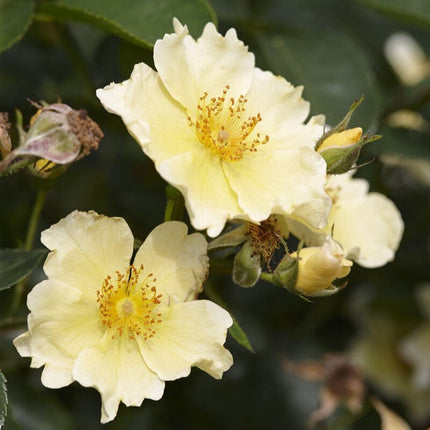 'Vanilla' Ground Cover Rose Shrubs