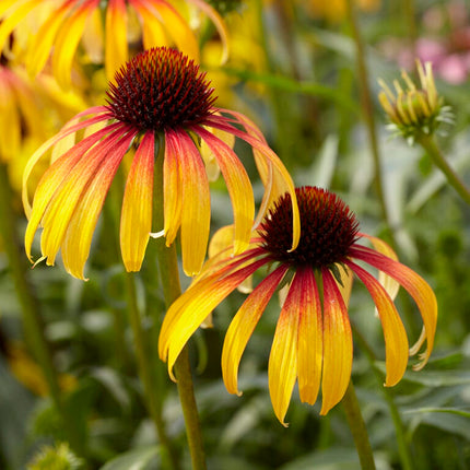 Echinacea 'Parrot'