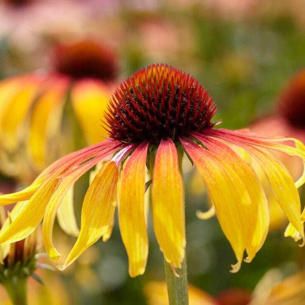 Echinacea 'SunSeekers Tequila Sunrise' Perennial Bedding