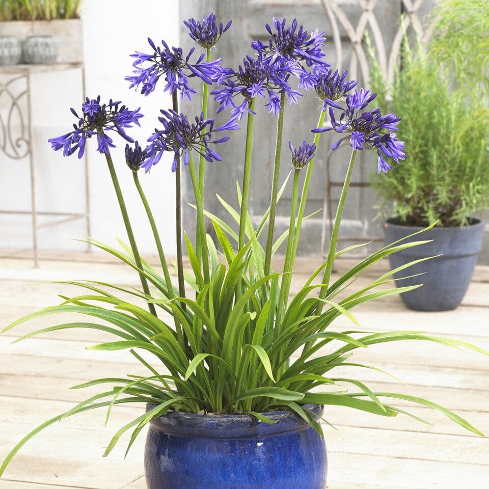 Agapanthus 'Star Quality' | 7.5L – Roots Plants