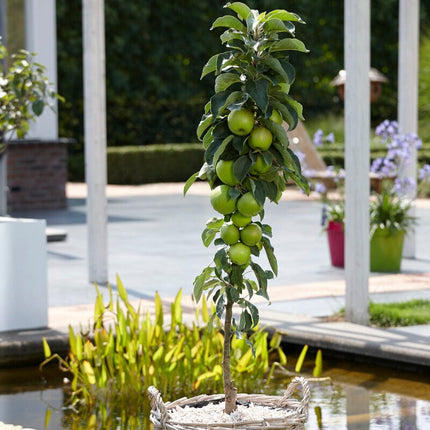 Cordon Apple Tree Trained Fruit Trees