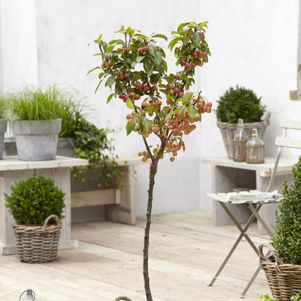 Patio Crabapple Tree | Malus 'Evereste'