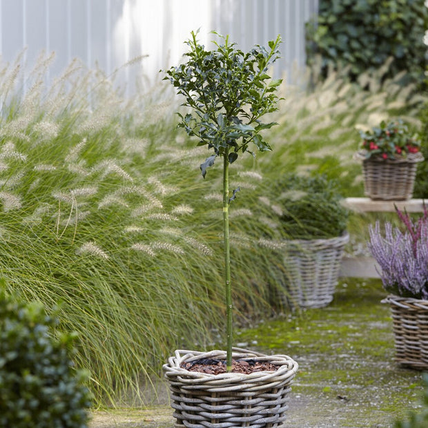 Patio Holly Tree | Ilex Aquifolium 'Alaska'