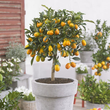 Grafted Patio Kumquat Tree Trained Fruit Trees