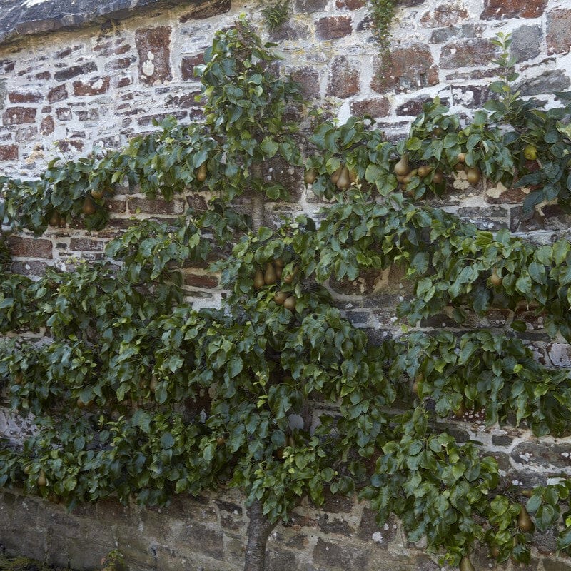 Espalier Pear Tree