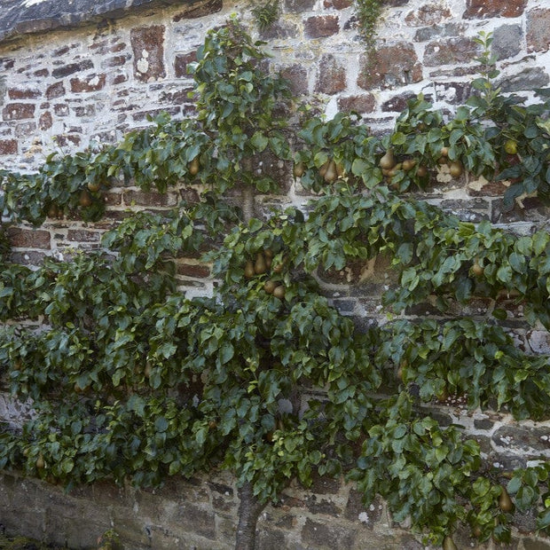 Espalier Pear Tree Trained Fruit Trees