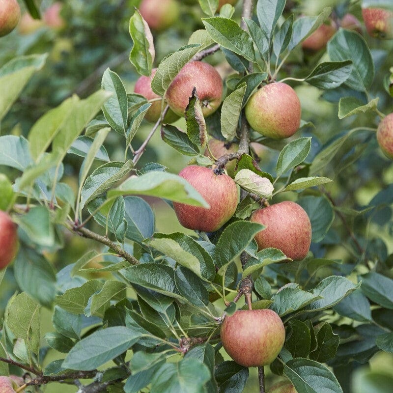 'Kidd's Orange Red' Apple Tree