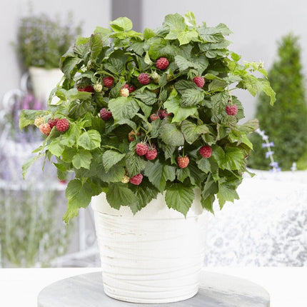 'Yummy' Patio Raspberry Plant Soft Fruit