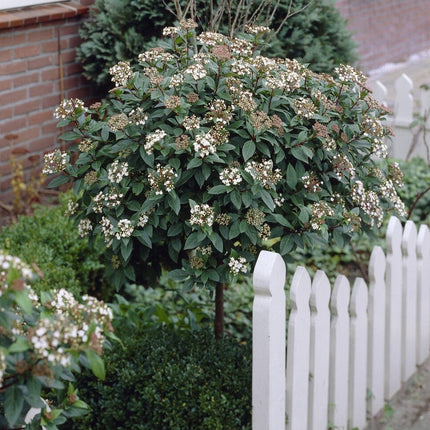 Patio Laurustinus Tree | Viburnum Tinus Ornamental Trees