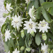 White Passion Flower | Passiflora 'Snow Queen' Climbing Plants