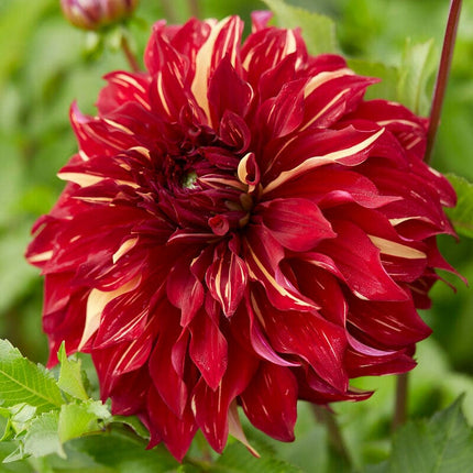 Dahlia Bohemian Spartacus Perennial Bedding