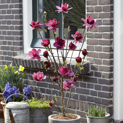 Magnolia 'Genie' Ornamental Trees