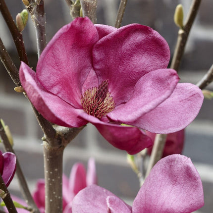 Magnolia 'Genie' Ornamental Trees