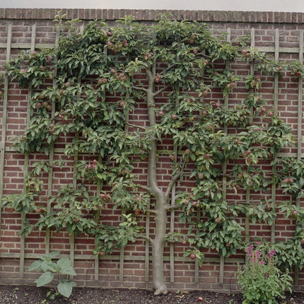 Espalier Apple Tree Trained Fruit Trees