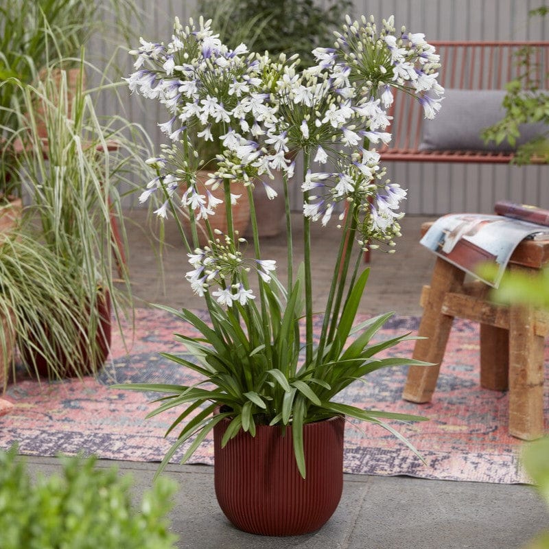 Agapanthus 'Fireworks'