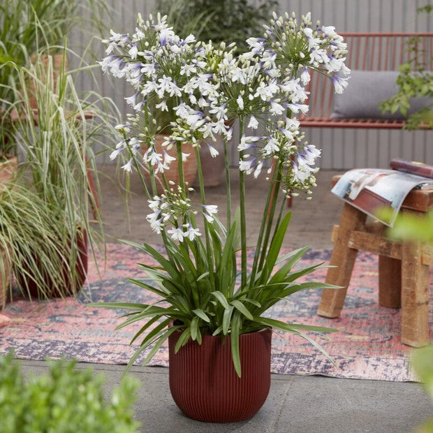 Agapanthus 'Fireworks' Perennial Bedding