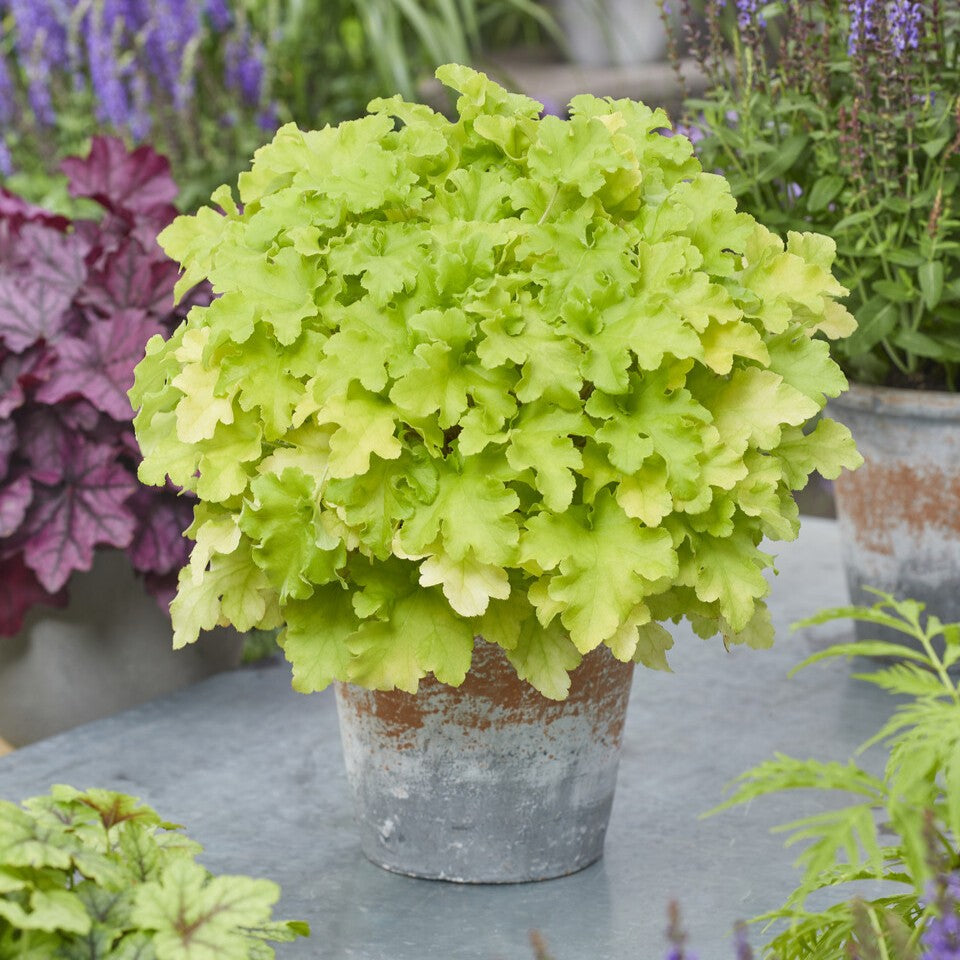 Heuchera 'Lime Marmalade'