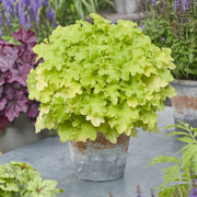 Heuchera 'Lime Marmalade' Perennial Bedding